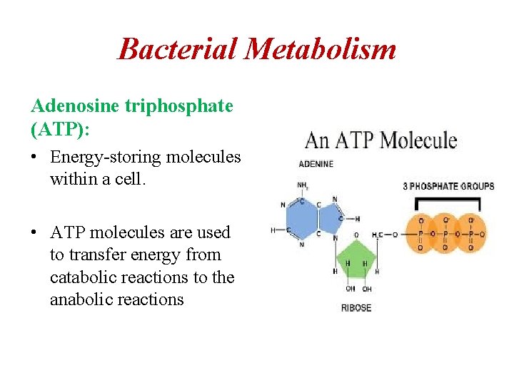 Bacterial Metabolism Adenosine triphosphate (ATP): • Energy-storing molecules within a cell. • ATP molecules