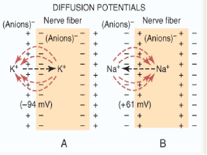 Membrane Potential 6 5 10 The cell membranes
