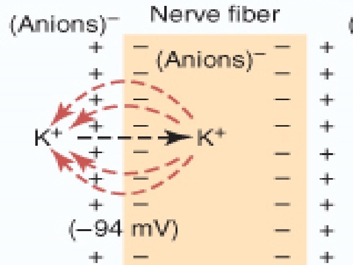 Membrane Potential 6 5 10 The cell membranes
