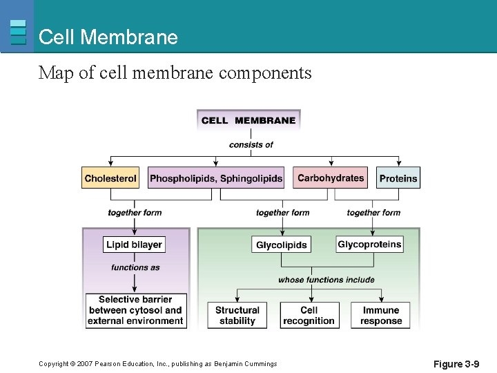 Cell Membrane Map of cell membrane components Copyright © 2007 Pearson Education, Inc. ,