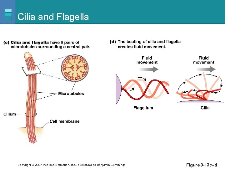 Cilia and Flagella Copyright © 2007 Pearson Education, Inc. , publishing as Benjamin Cummings