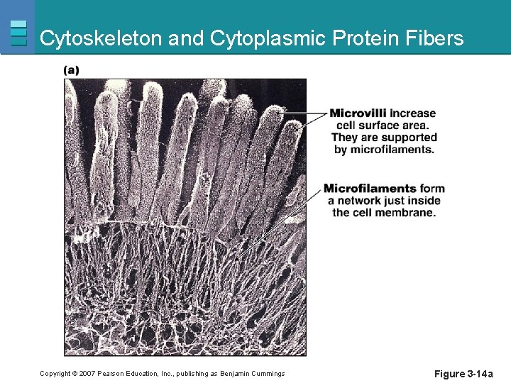 Cytoskeleton and Cytoplasmic Protein Fibers Copyright © 2007 Pearson Education, Inc. , publishing as