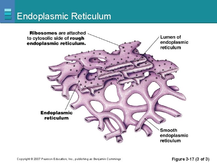 Endoplasmic Reticulum Copyright © 2007 Pearson Education, Inc. , publishing as Benjamin Cummings Figure