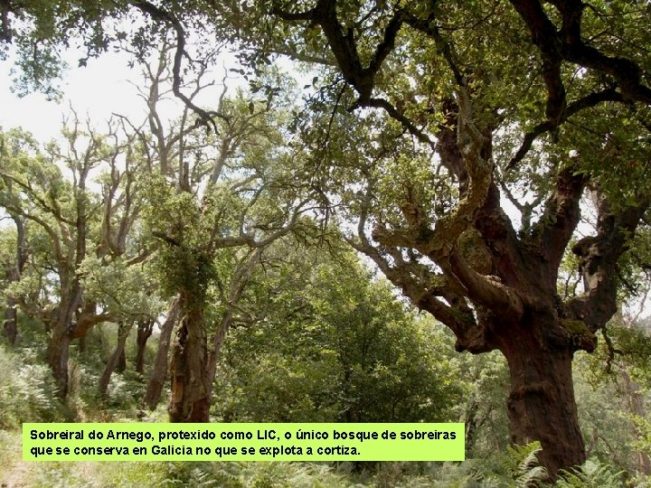 Sobreiral do Arnego, protexido como LIC, o único bosque de sobreiras que se conserva