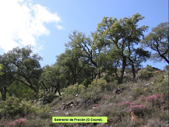Sobreiral de Froxán (O Courel). 