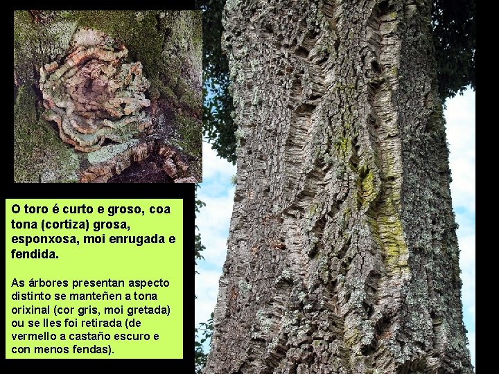 O toro é curto e groso, coa tona (cortiza) grosa, esponxosa, moi enrugada e