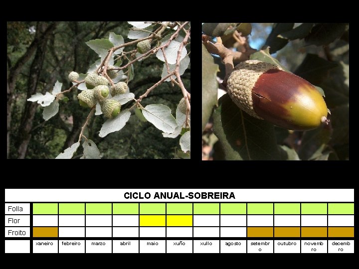 CICLO ANUAL-SOBREIRA Folla Flor Froito xaneiro febreiro marzo abril maio xuño xullo agosto setembr