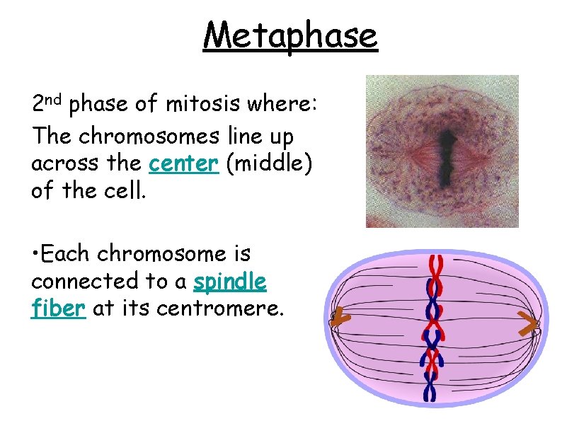 Metaphase 2 nd phase of mitosis where: The chromosomes line up across the center