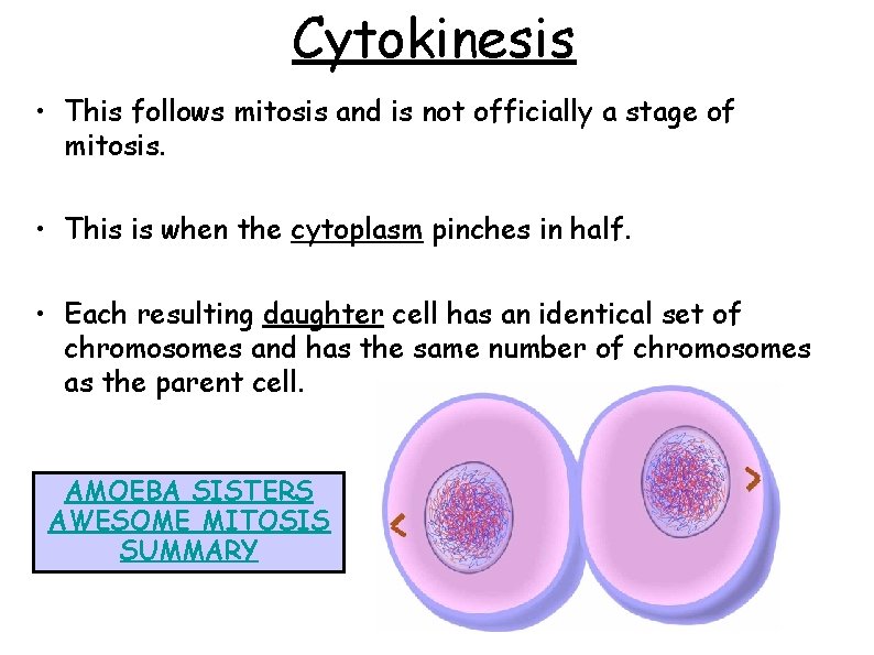 Cytokinesis • This follows mitosis and is not officially a stage of mitosis. •