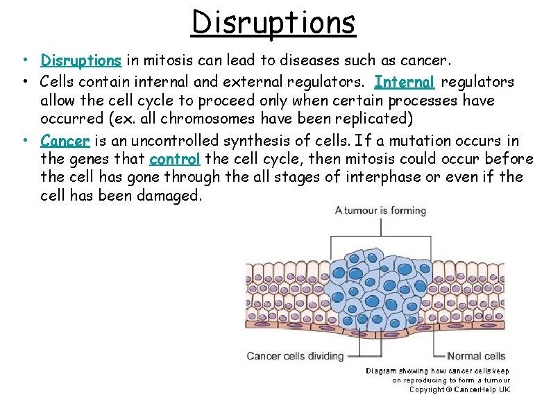 Disruptions • Disruptions in mitosis can lead to diseases such as cancer. • Cells