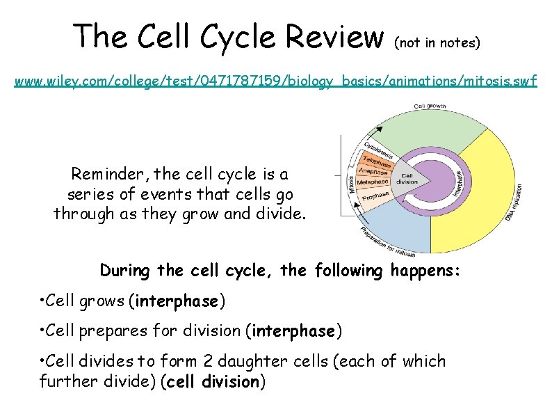 The Cell Cycle Review (not in notes) www. wiley. com/college/test/0471787159/biology_basics/animations/mitosis. swf Reminder, the cell