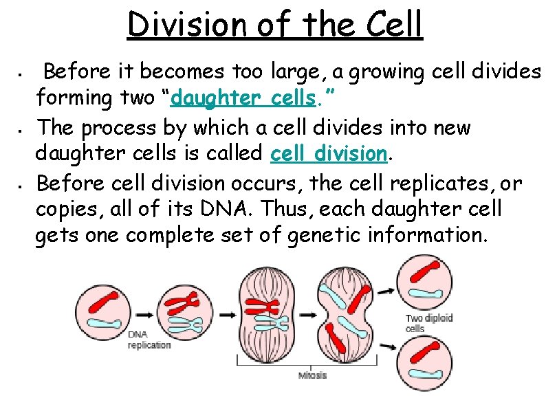 Division of the Cell § § § Before it becomes too large, a growing