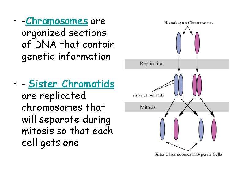  • -Chromosomes are organized sections of DNA that contain genetic information • -