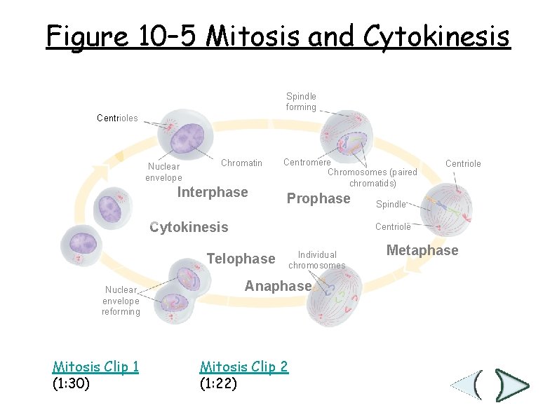 Figure 10– 5 Mitosis and Cytokinesis Section 10 -2 Spindle forming Centrioles Nuclear envelope