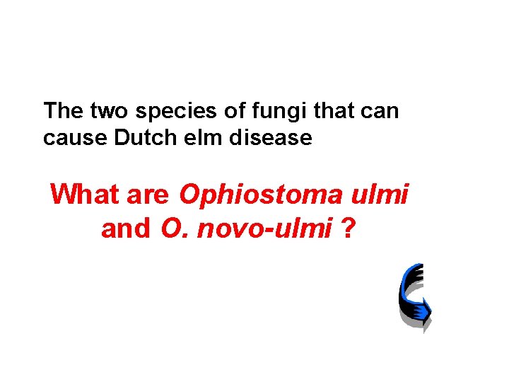 The two species of fungi that can cause Dutch elm disease What are Ophiostoma
