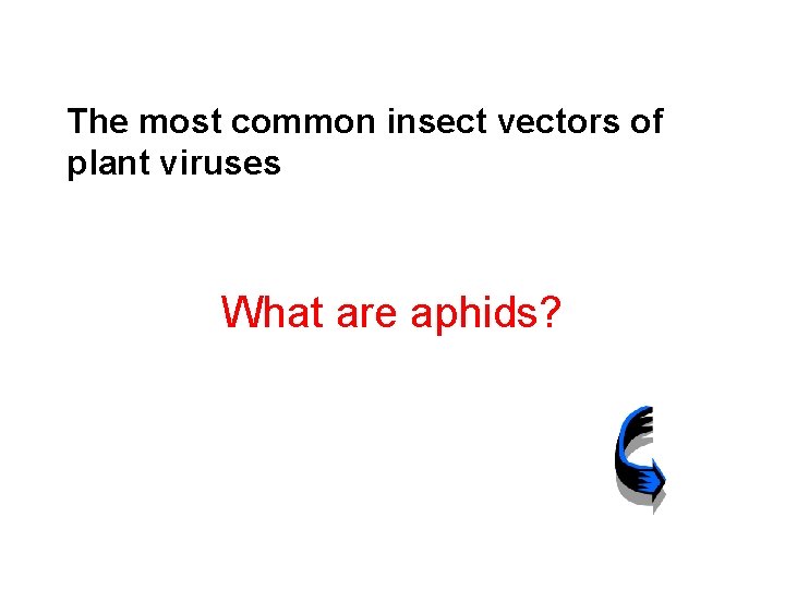 The most common insect vectors of plant viruses What are aphids? 