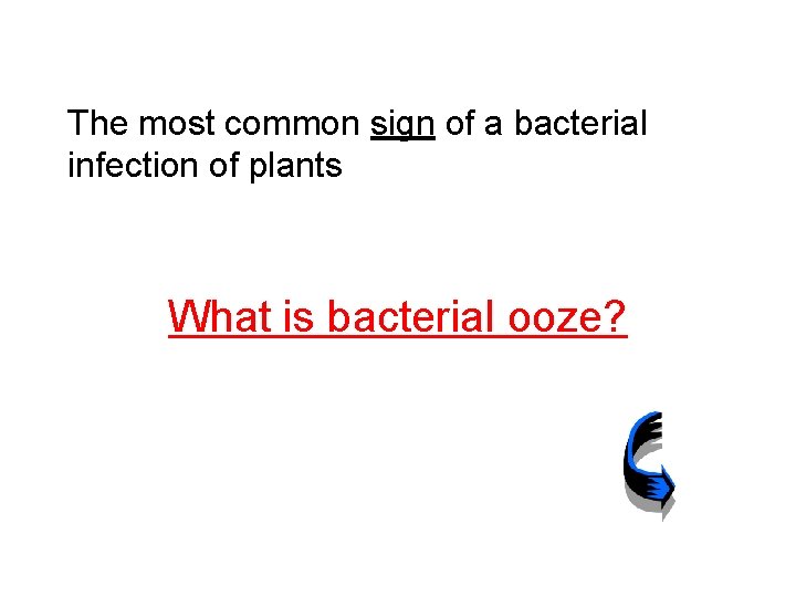 The most common sign of a bacterial infection of plants What is bacterial ooze?