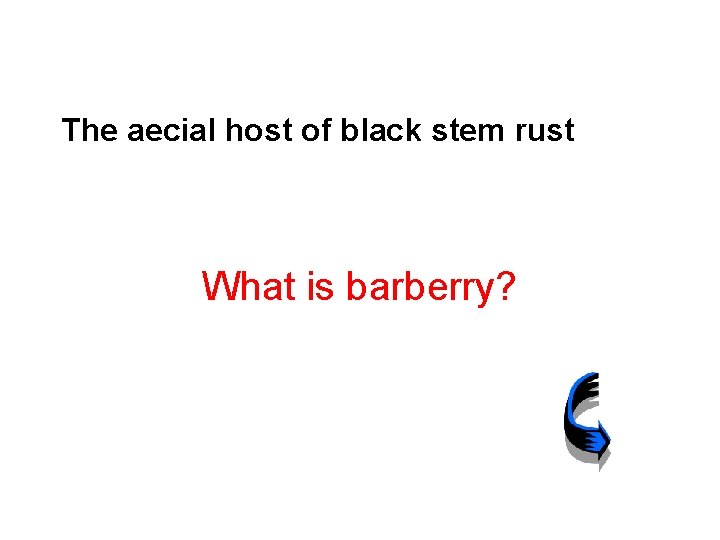 The aecial host of black stem rust What is barberry? 