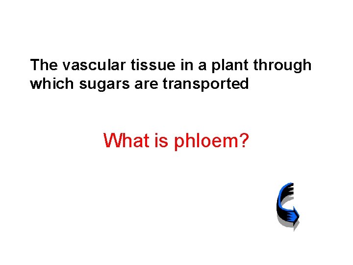 The vascular tissue in a plant through which sugars are transported What is phloem?