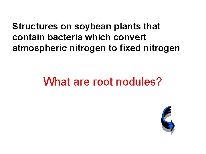 Structures on soybean plants that contain bacteria which convert atmospheric nitrogen to fixed nitrogen
