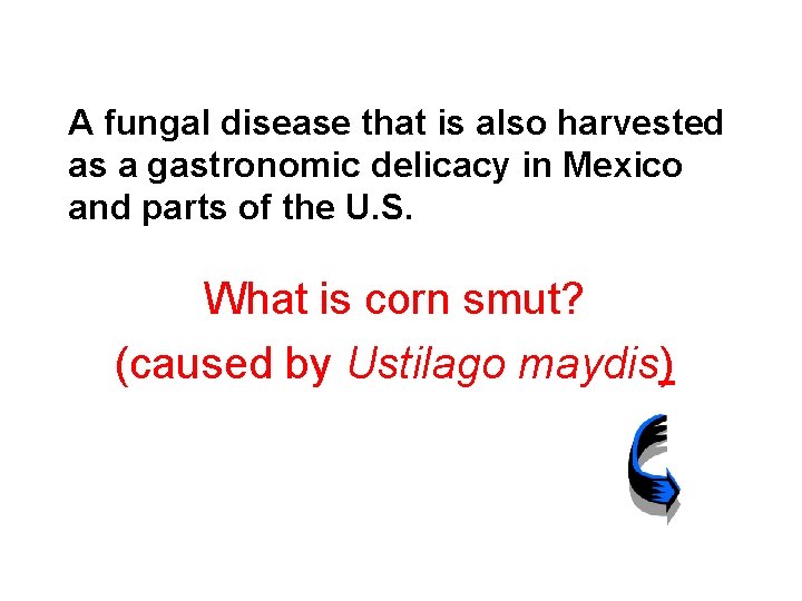 A fungal disease that is also harvested as a gastronomic delicacy in Mexico and