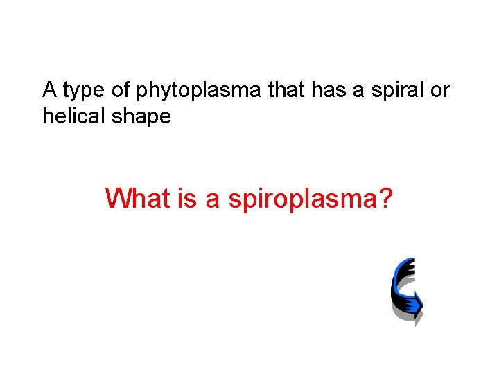 A type of phytoplasma that has a spiral or helical shape What is a
