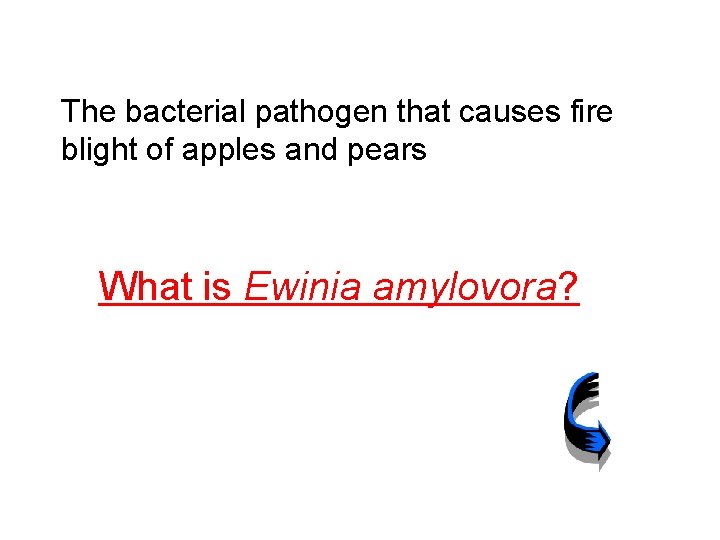 The bacterial pathogen that causes fire blight of apples and pears What is Ewinia