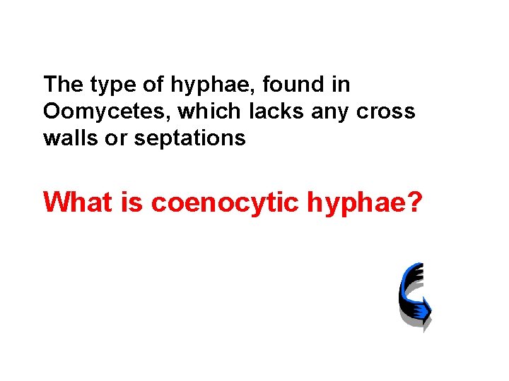 The type of hyphae, found in Oomycetes, which lacks any cross walls or septations