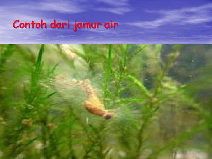 Contoh dari jamur air Contoh dari jamur air