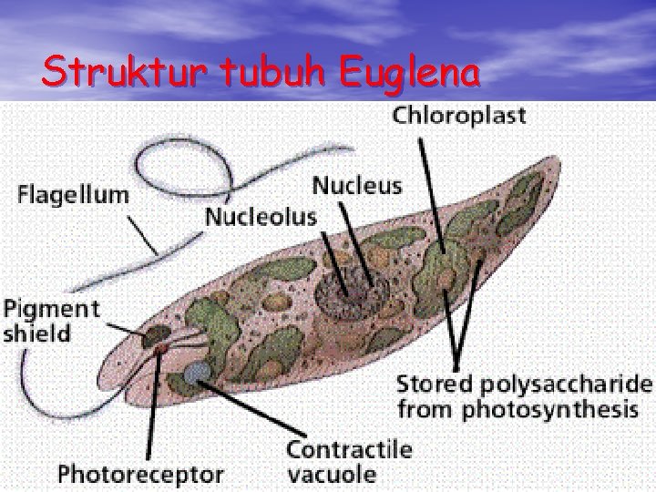 Struktur tubuh Euglena Struktur tubuh Euglena