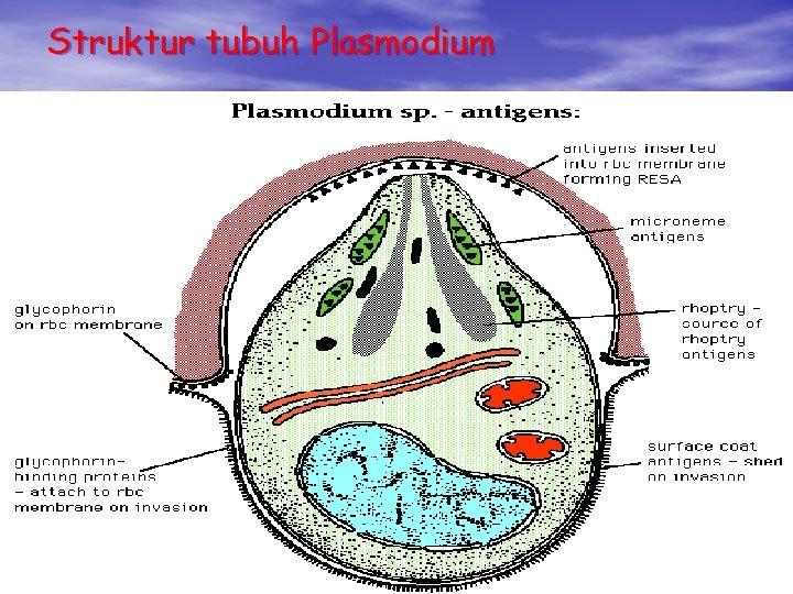 Struktur tubuh Plasmodium 