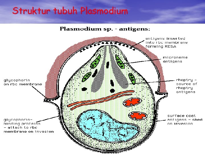 Struktur tubuh Plasmodium Struktur tubuh Plasmodium