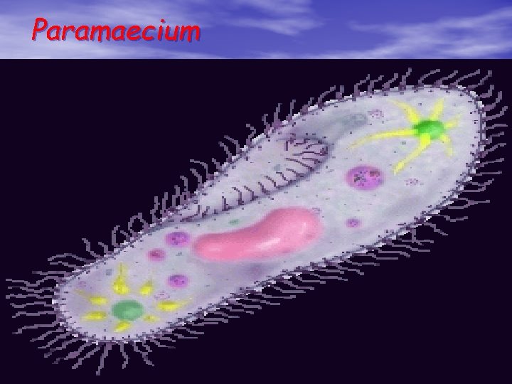 Paramaecium 