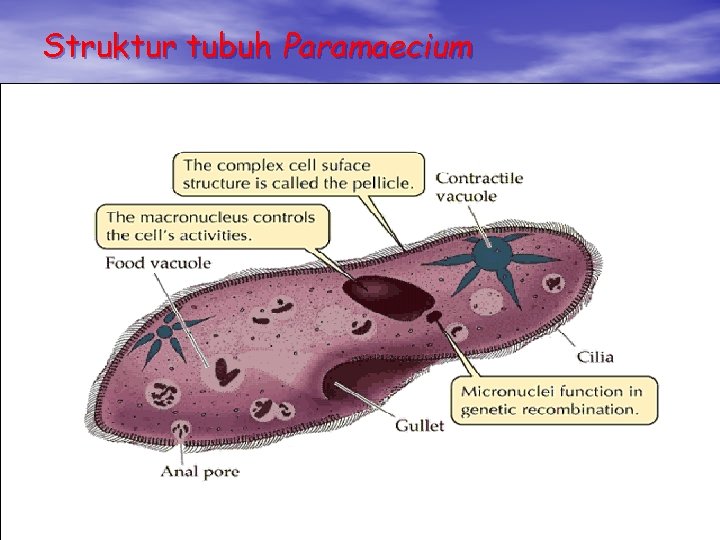 Struktur tubuh Paramaecium Struktur tubuh Paramaecium