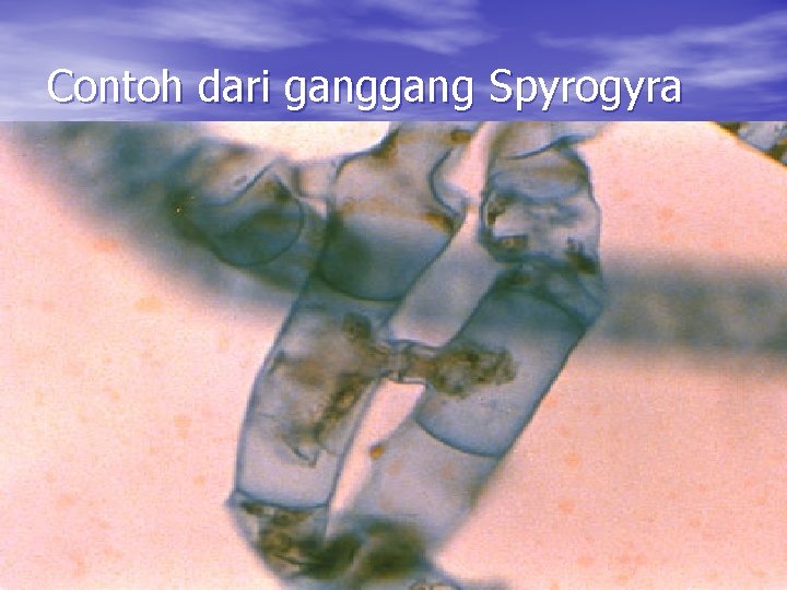 Contoh dari gang Spyrogyra Contoh dari gang Spyrogyra