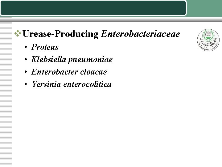 v. Urease-Producing Enterobacteriaceae • • Proteus Klebsiella pneumoniae Enterobacter cloacae Yersinia enterocolitica 