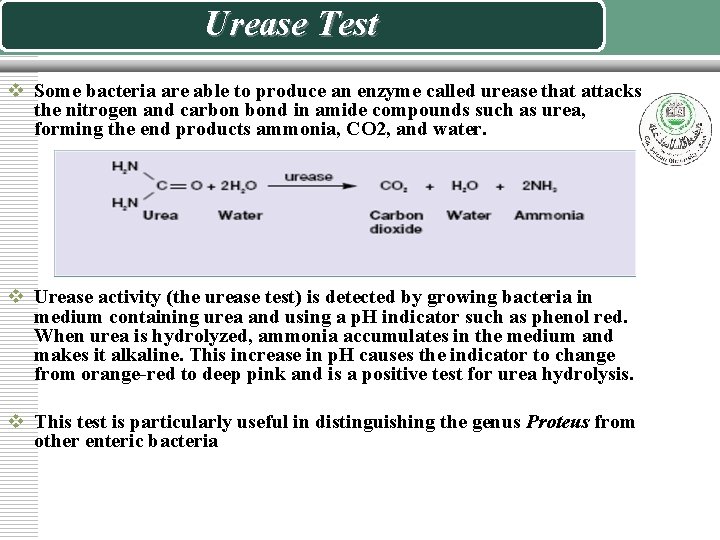 Urease Test v Some bacteria are able to produce an enzyme called urease that