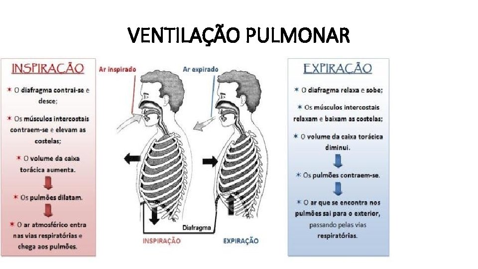 VENTILAÇÃO PULMONAR 