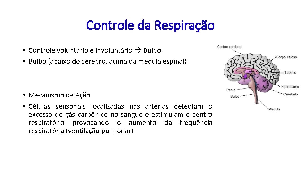 Controle da Respiração • Controle voluntário e involuntário Bulbo • Bulbo (abaixo do cérebro,