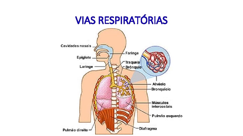 VIAS RESPIRATÓRIAS 