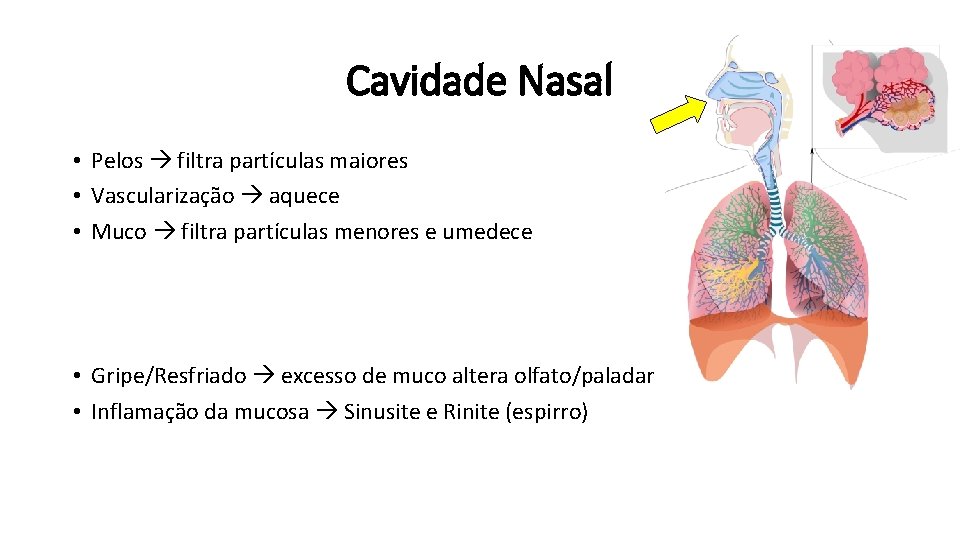 Cavidade Nasal • Pelos filtra partículas maiores • Vascularização aquece • Muco filtra partículas