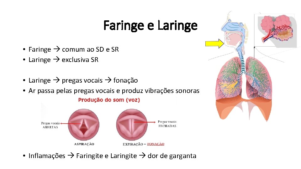 Faringe e Laringe • Faringe comum ao SD e SR • Laringe exclusiva SR