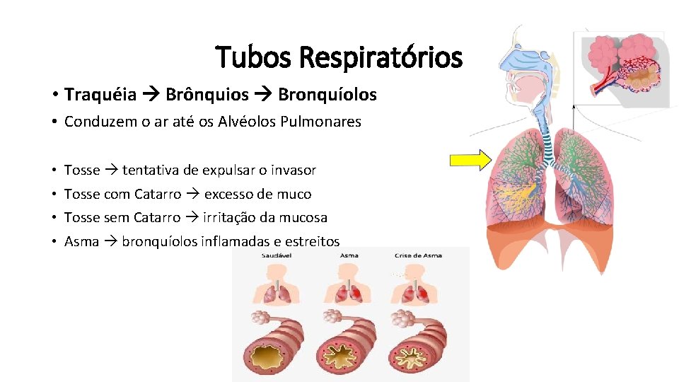 Tubos Respiratórios • Traquéia Brônquios Bronquíolos • Conduzem o ar até os Alvéolos Pulmonares