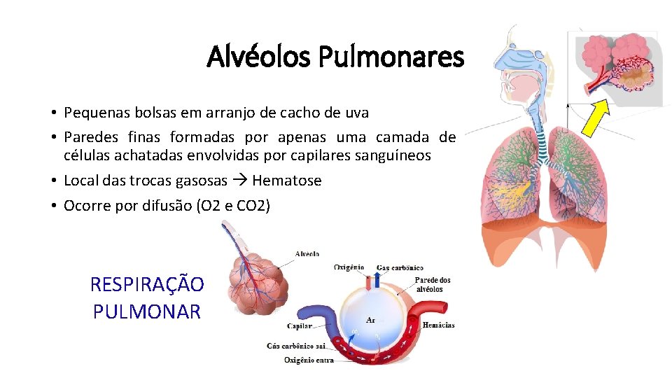 Alvéolos Pulmonares • Pequenas bolsas em arranjo de cacho de uva • Paredes finas