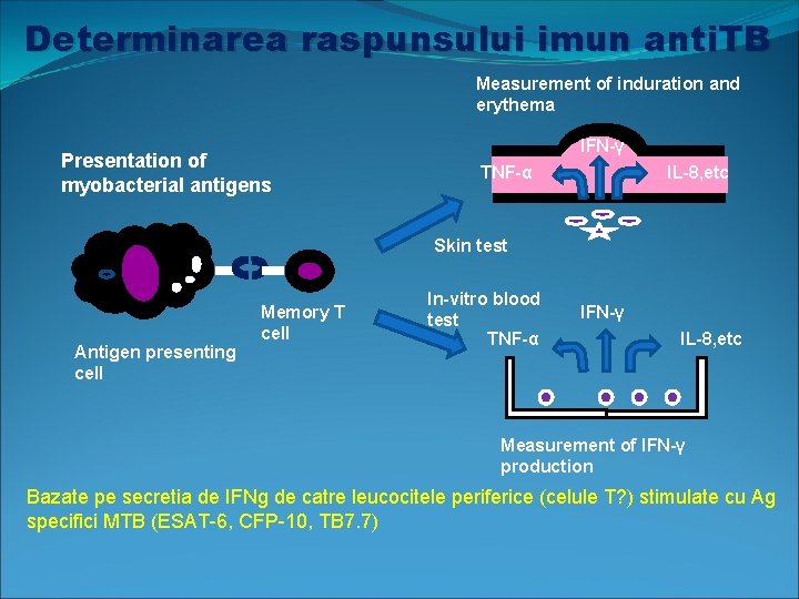Determinarea raspunsului imun anti. TB Measurement of induration and erythema Presentation of myobacterial antigens