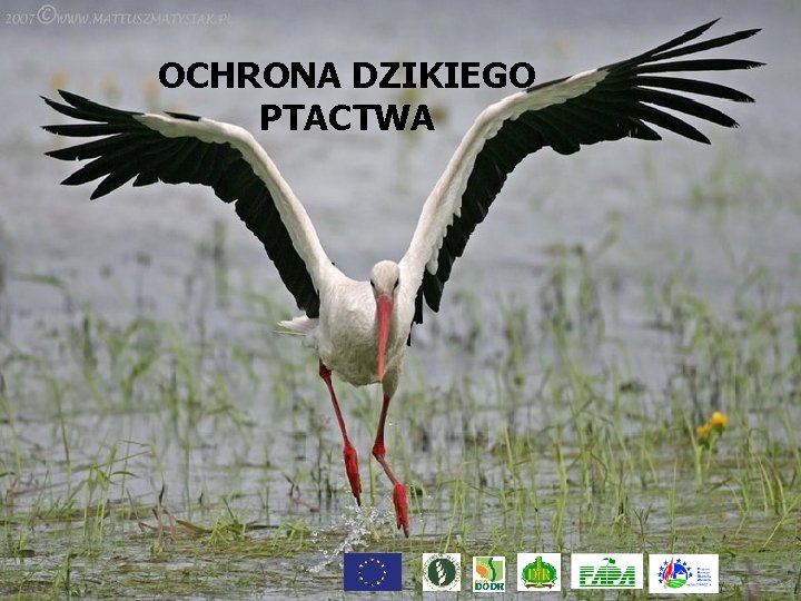 OCHRONA DZIKIEGO PTACTWA 11 