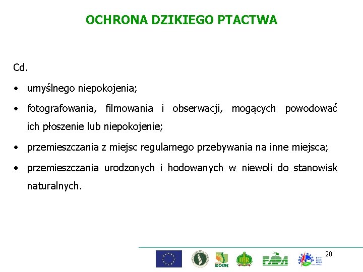 OCHRONA DZIKIEGO PTACTWA Cd. • umyślnego niepokojenia; • fotografowania, filmowania i obserwacji, mogących powodować