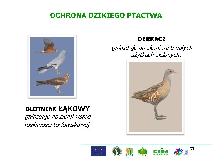 OCHRONA DZIKIEGO PTACTWA DERKACZ gniazduje na ziemi na trwałych użytkach zielonych. BŁOTNIAK ŁĄKOWY gniazduje