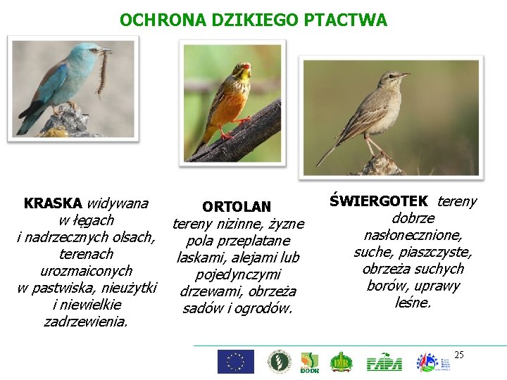 OCHRONA DZIKIEGO PTACTWA KRASKA widywana ORTOLAN w łęgach tereny nizinne, żyzne i nadrzecznych olsach,