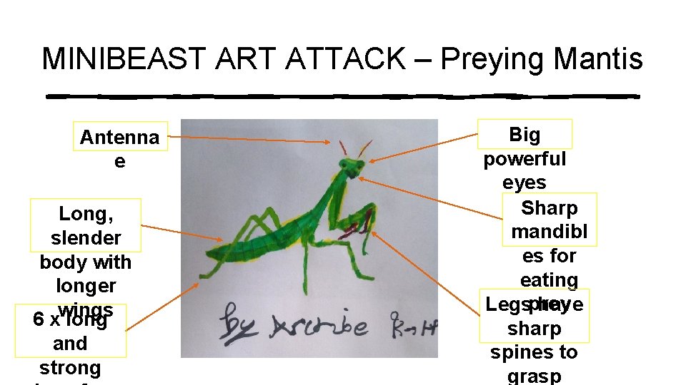 MINIBEAST ART ATTACK – Preying Mantis Antenna e Long, slender body with longer wings